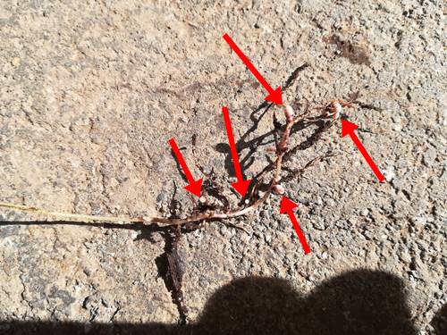 カラスノエンドウの根の写真